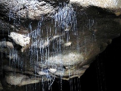 glowworms