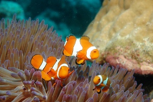 australia-cairns